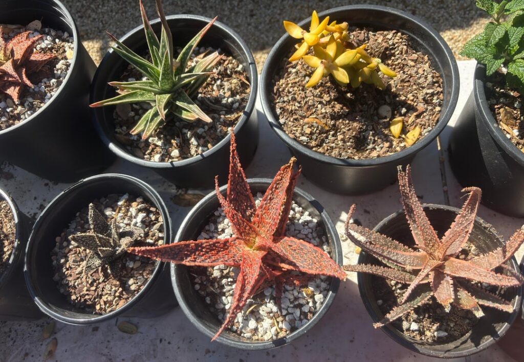 Succulent collection Succulent collection