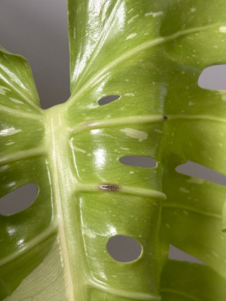 What is this?