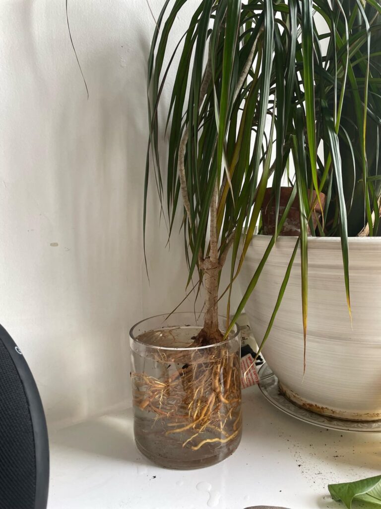 Root rot - best action