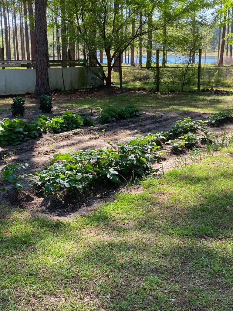 My country garden