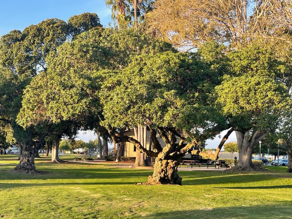 Tree at park in Huntington Beach, California