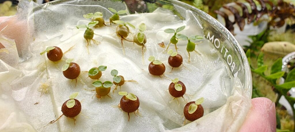 Tiny fat little peas (ant plant seedlings)