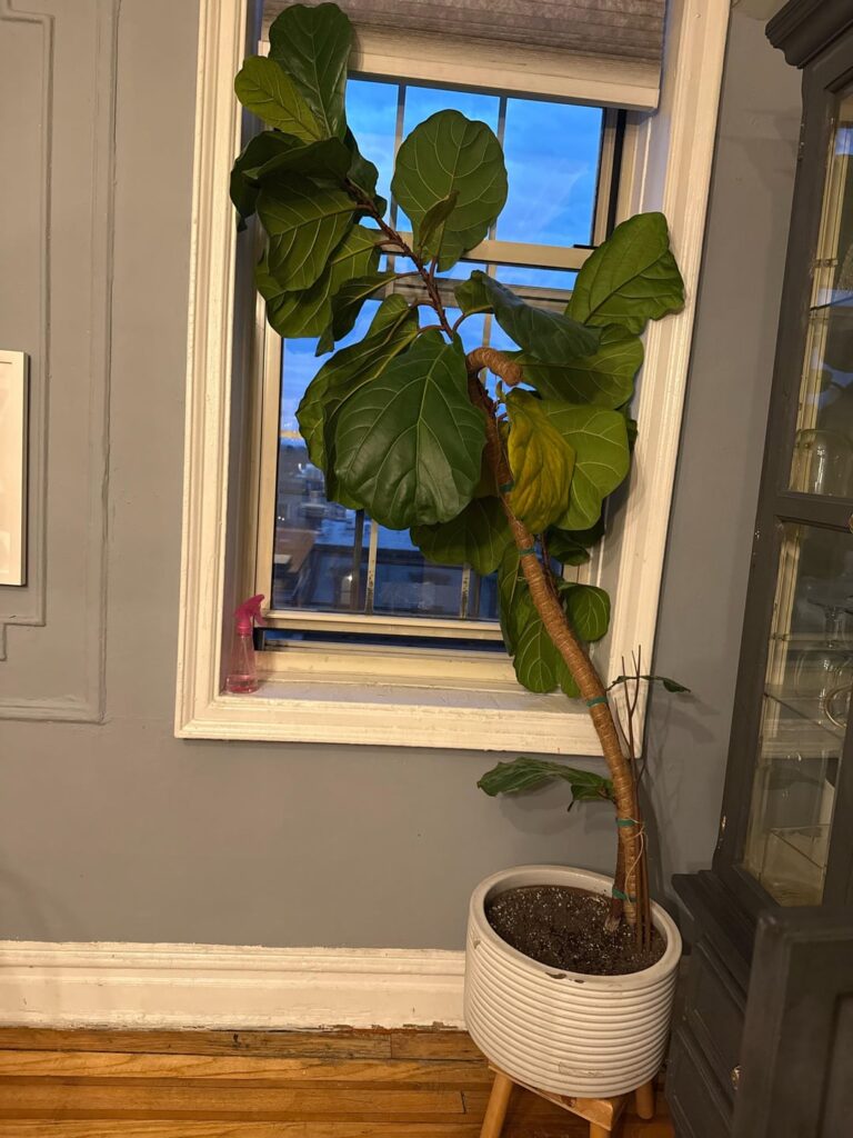 Bending fiddle leaf fig