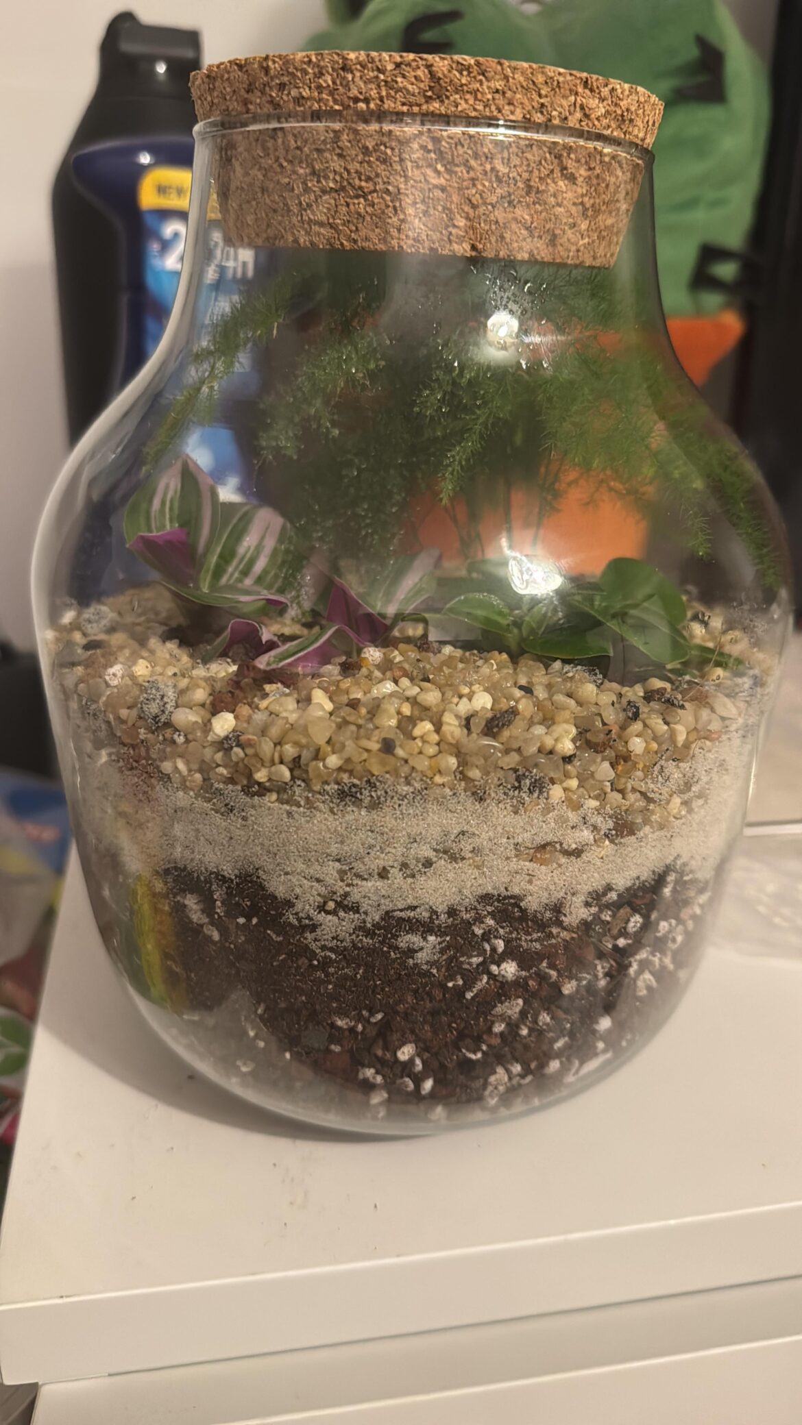 First terrarium
