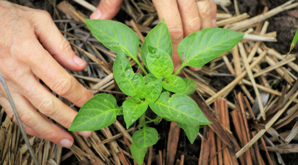 Montgomery County Master Gardener Plant Sale Returns May 16 Montgomery County Master Gardener Plant Sale Returns May 16