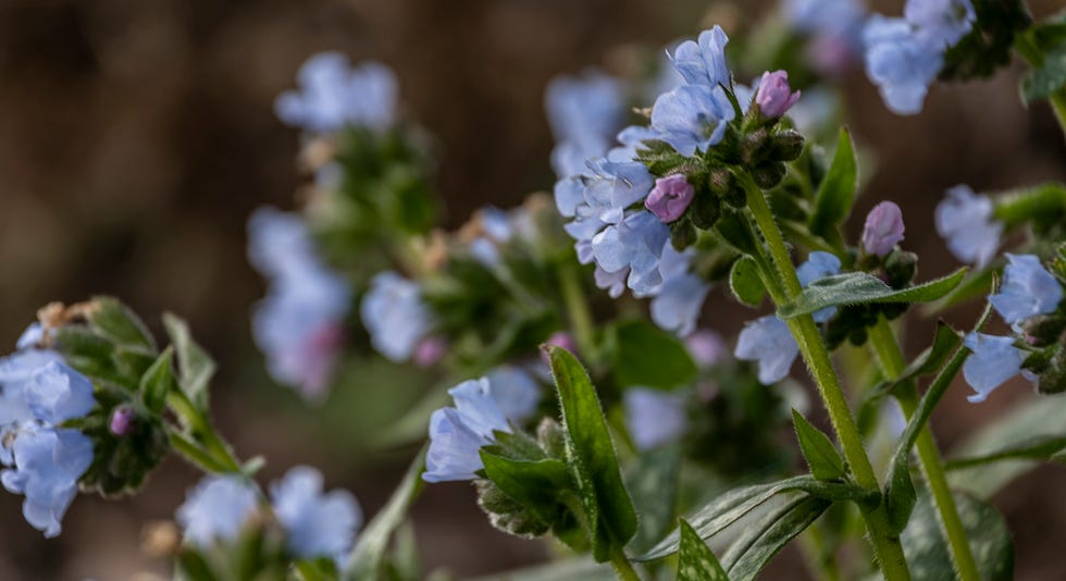 the common lungwort has beautiful, blue flowers that open in the early spring