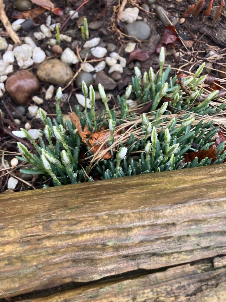 Naturalized Galanthus Nivalis