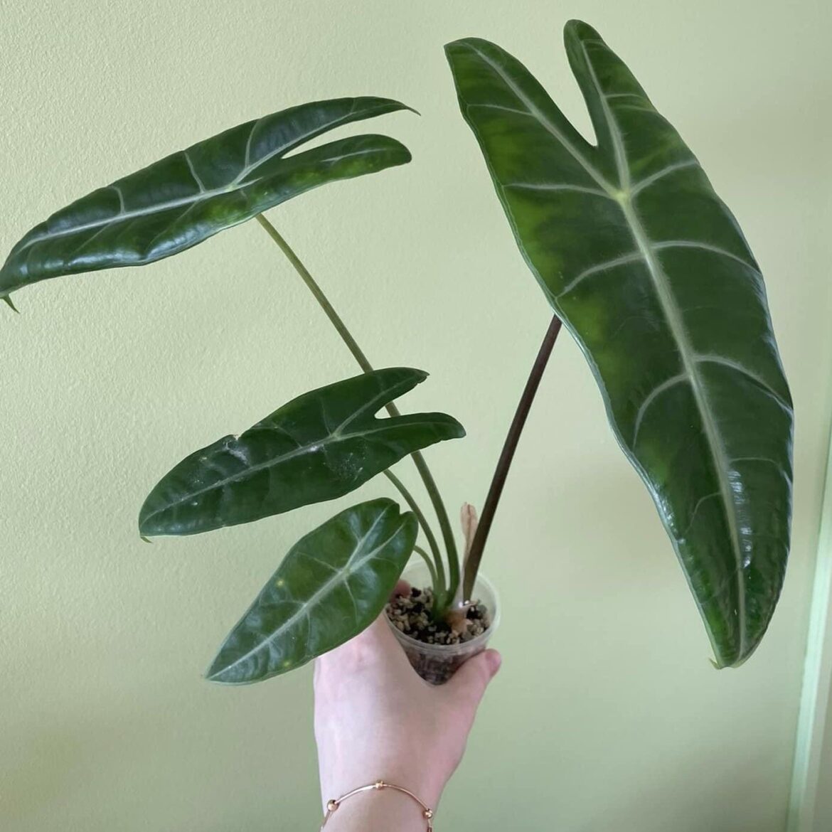 Identify please