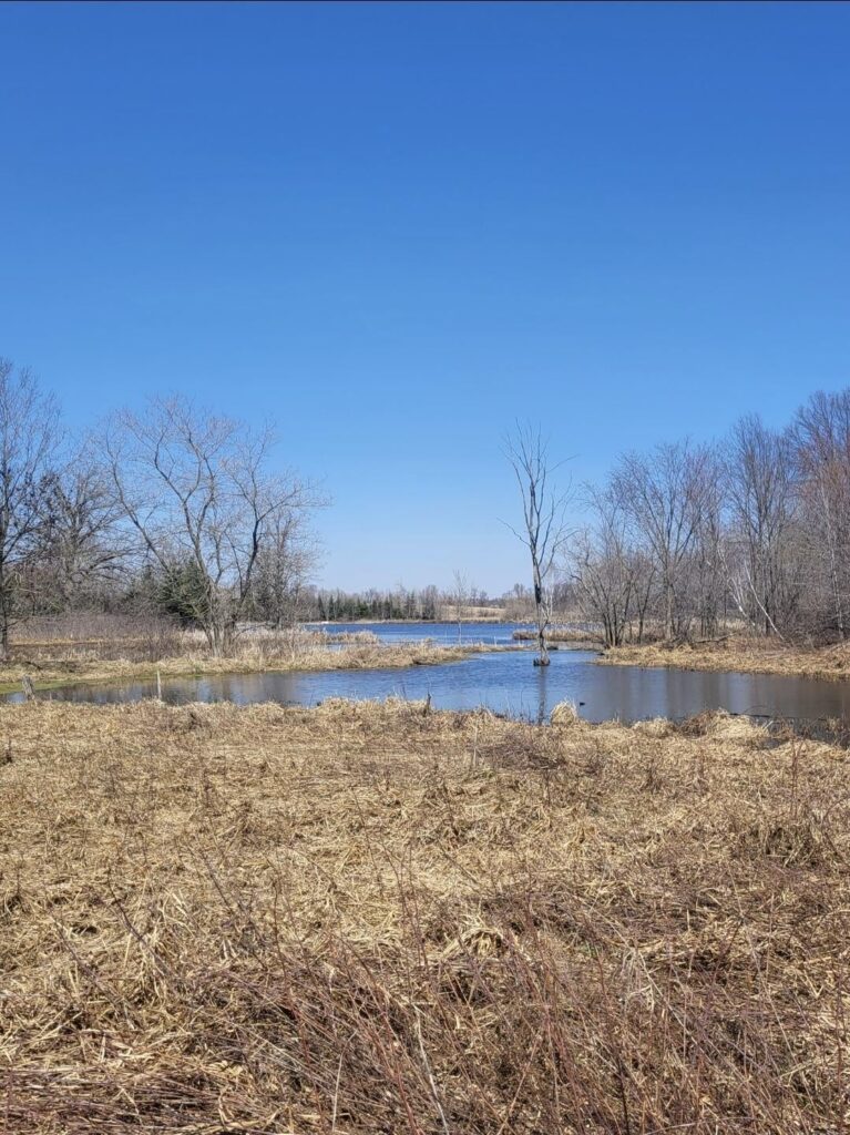 Is it okay to remove some of these reeds? The ponds around me have been slowly shrinking for years (NE WI)