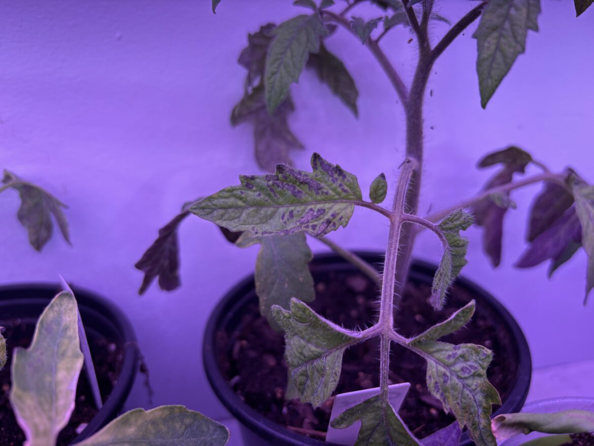 Black Splotches on Seedling Leaves?