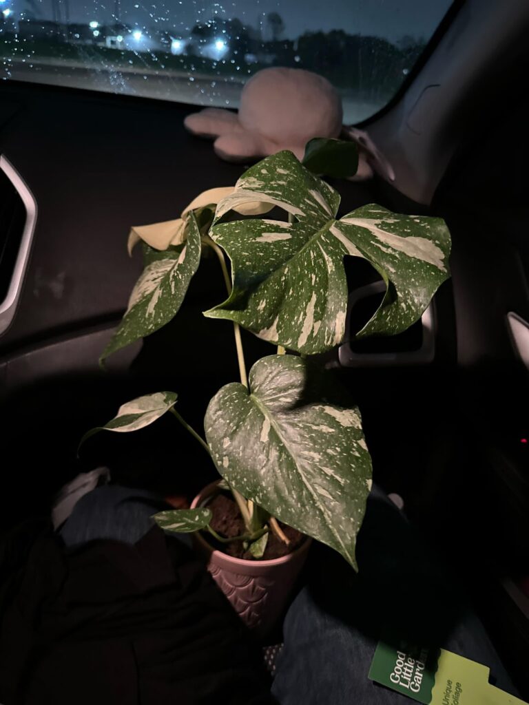 Should I repot immediately?