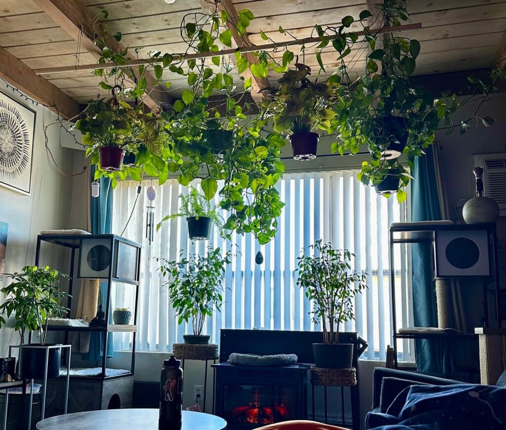 City living so we brought the outside inside