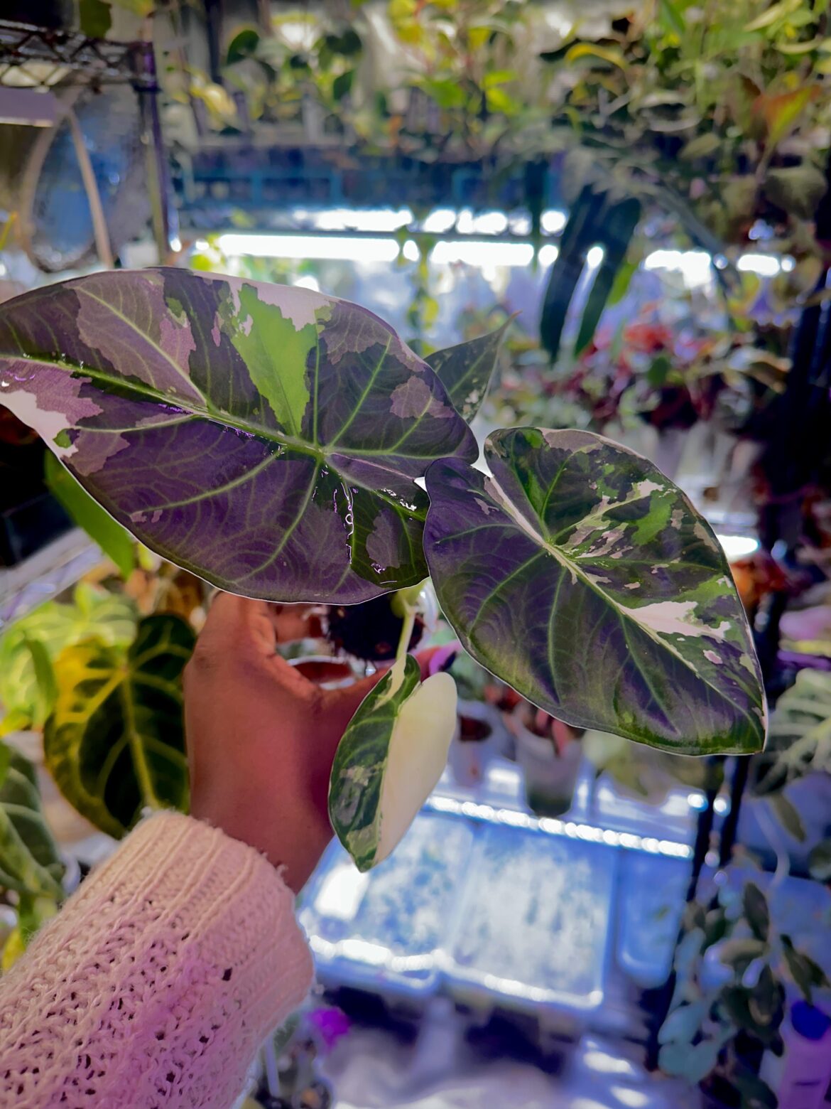 Third or fourth generation of my mother plant