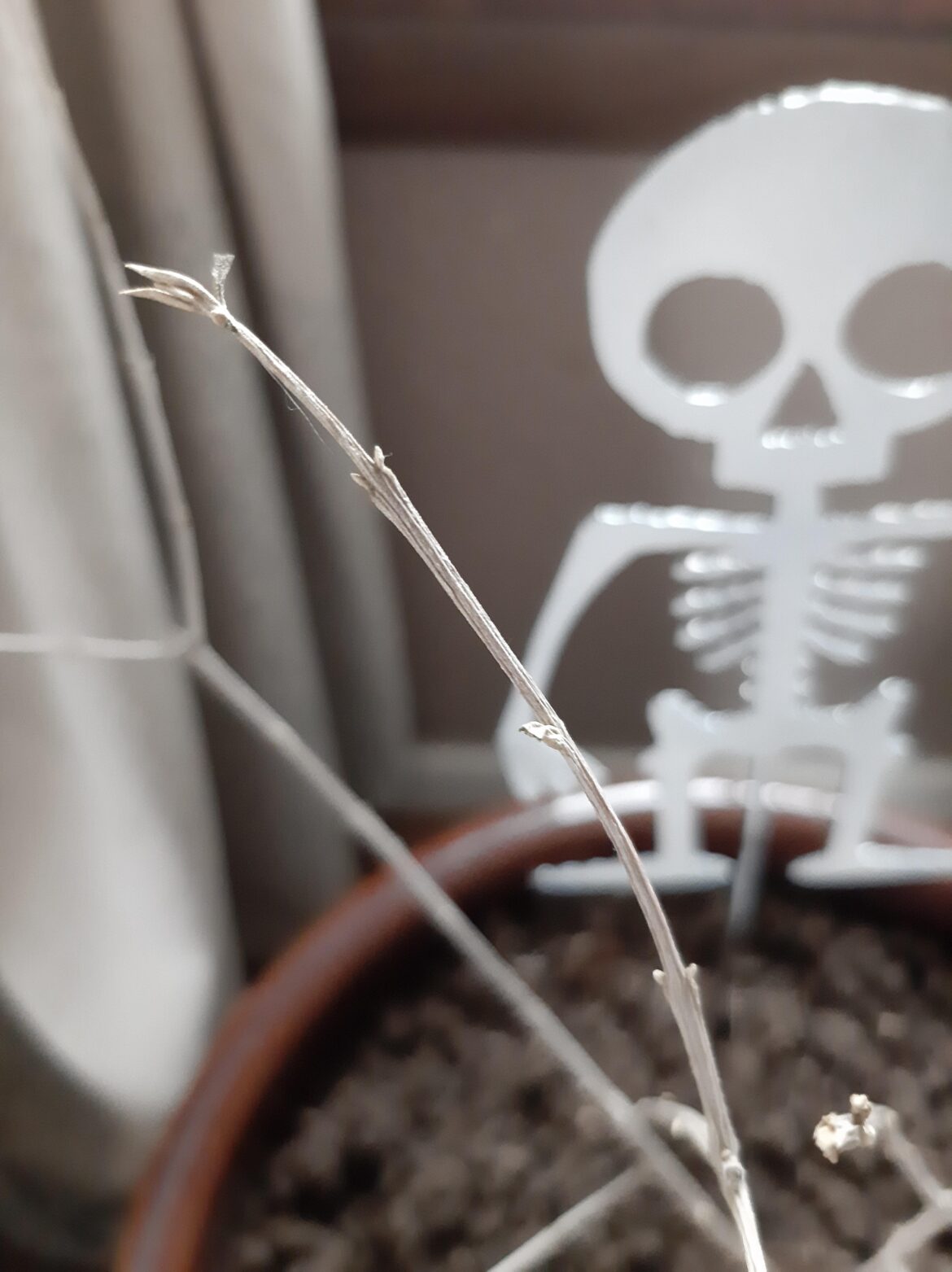 Is my olive tree dead? Is my olive tree dead?