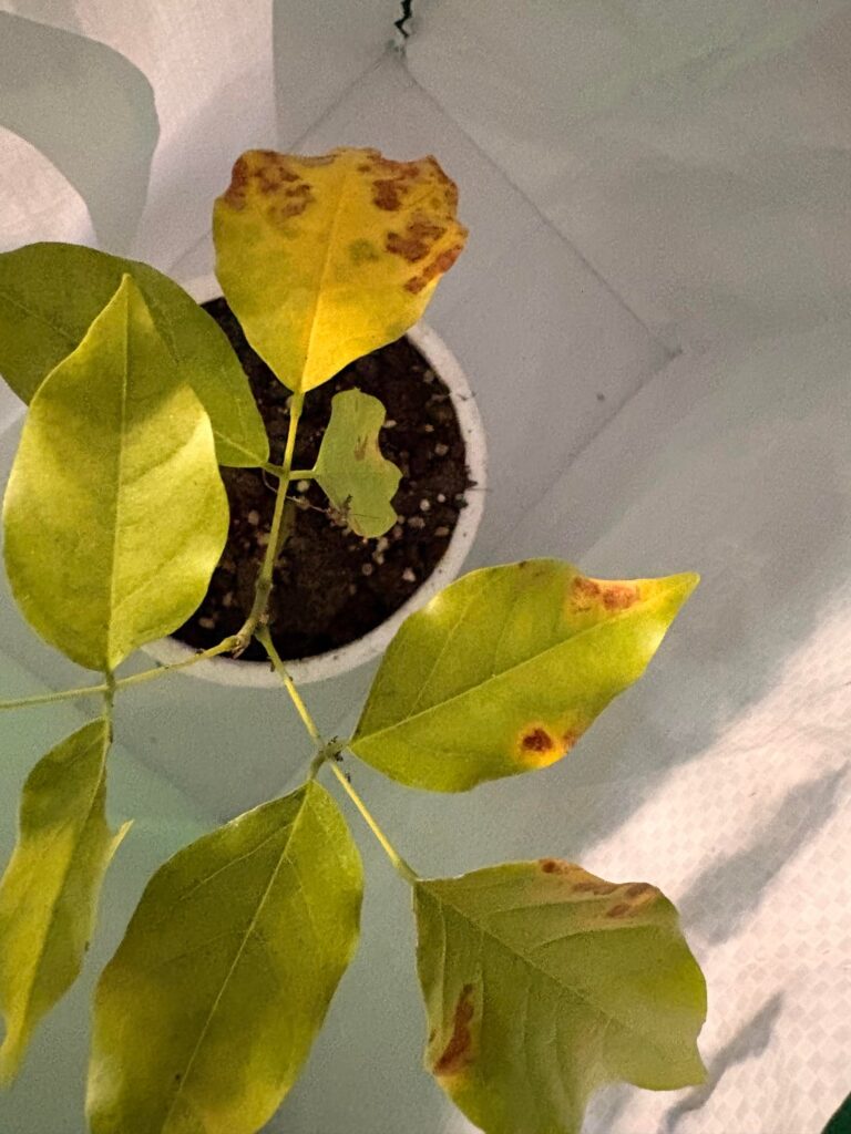 What’s wrong with my Beech tree sapling?
