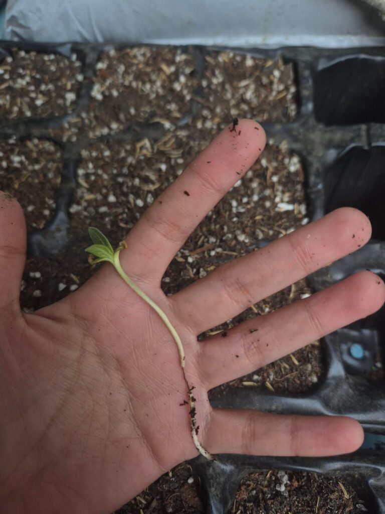 Cause of weak stem? (How to avoid weak stems?)