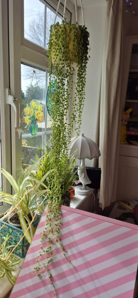 My string of pearls and spider plant babies! My string of pearls and spider plant babies!