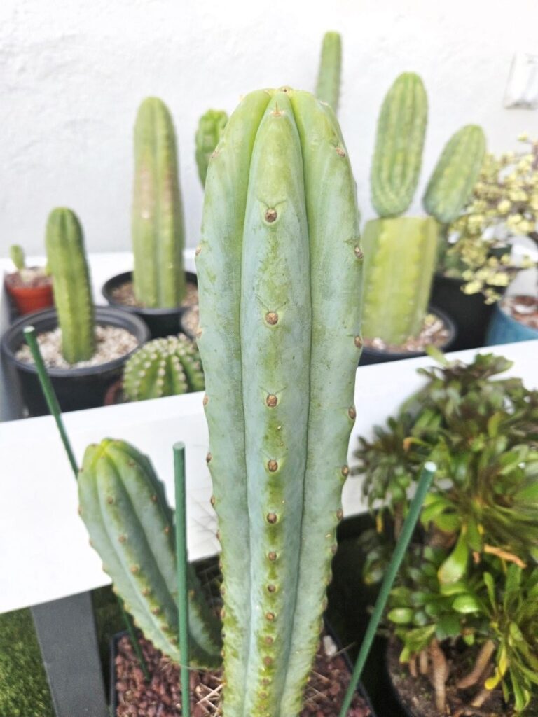 bald bridgesii