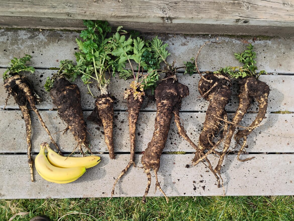 PSA: Pick your parsnips after 1 year even if they haven't bolted