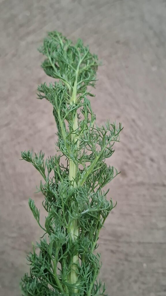 What is this plant? I couldn't figure out the exact species name even if it seems to be from Artemisia species.
