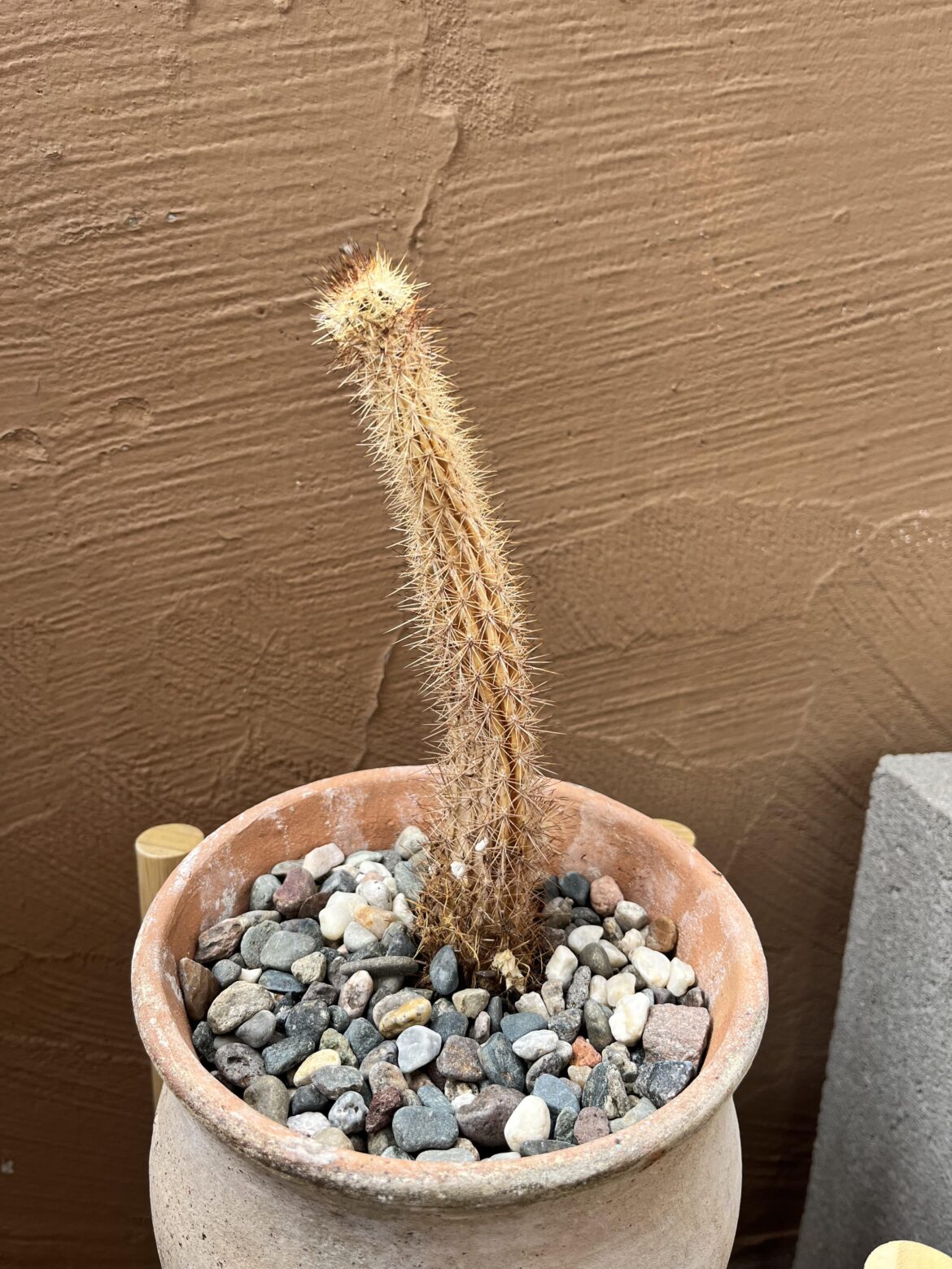 Is there any hope for my cactus?