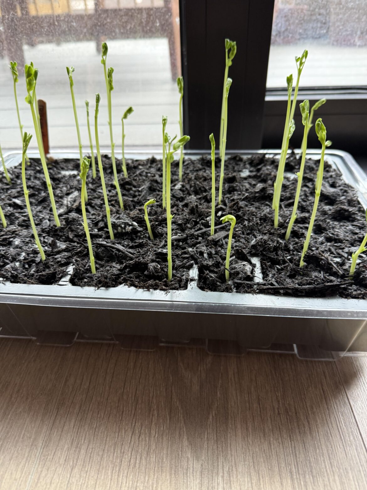Advice for pea seedlings