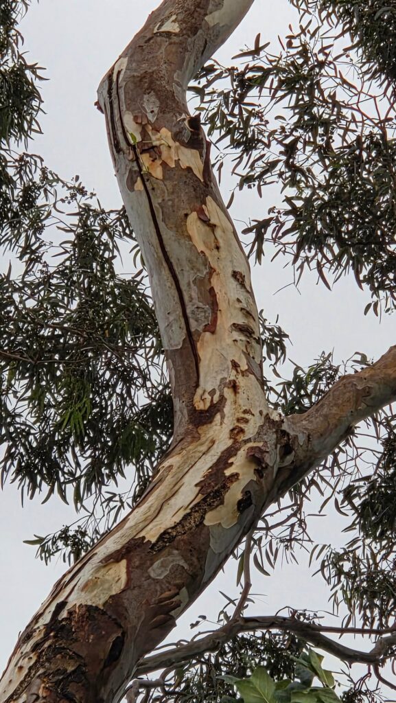 Gum Tree splitting?
