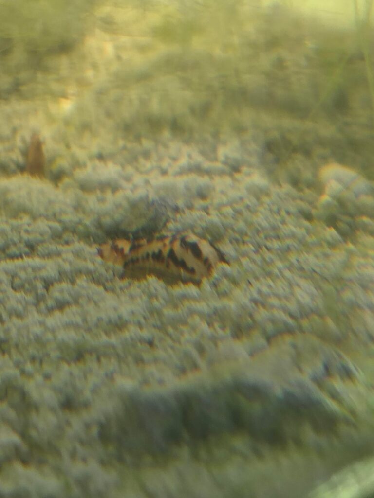 What is this beast?
