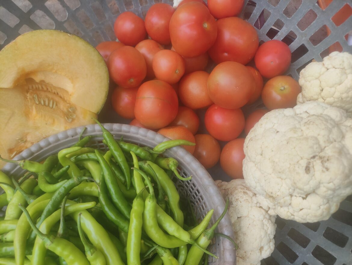 Plants grown with my hands giving me back today