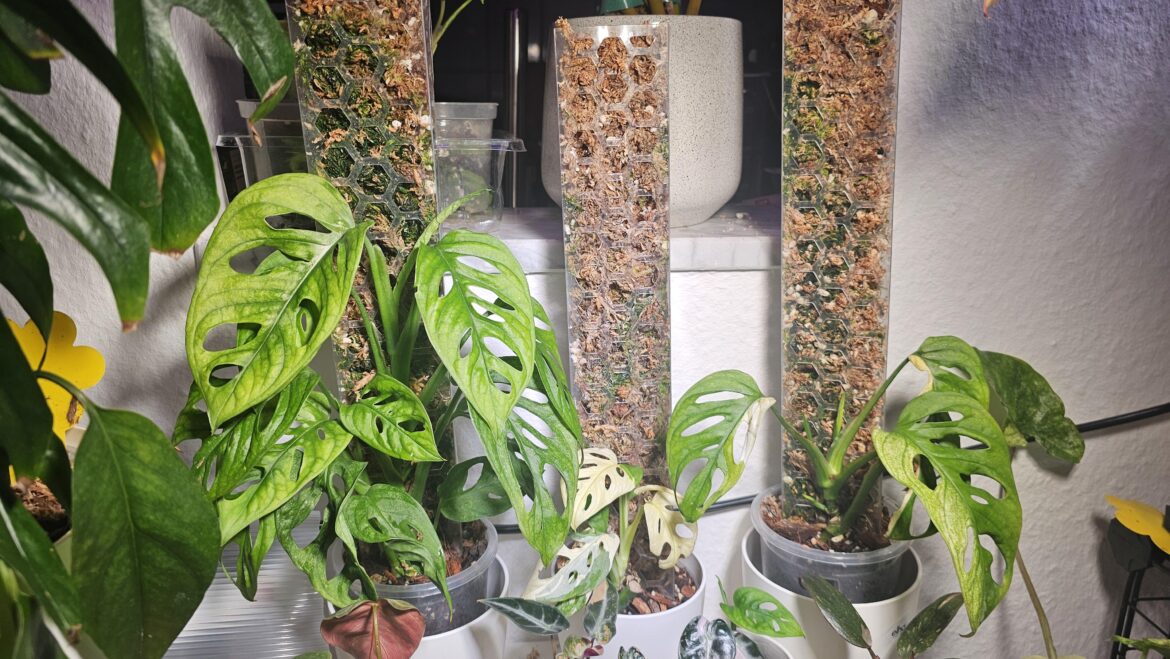 First time that mine have grown like weeds.