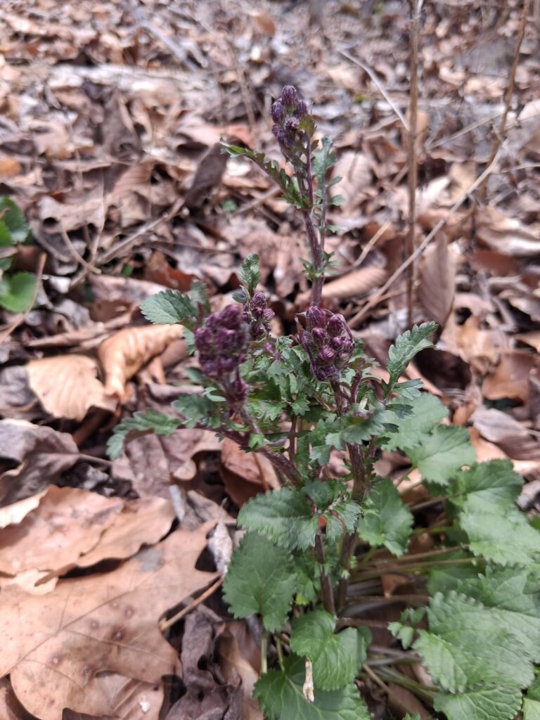 Southwest Virginia, in the Appalachias - help identify this plant?