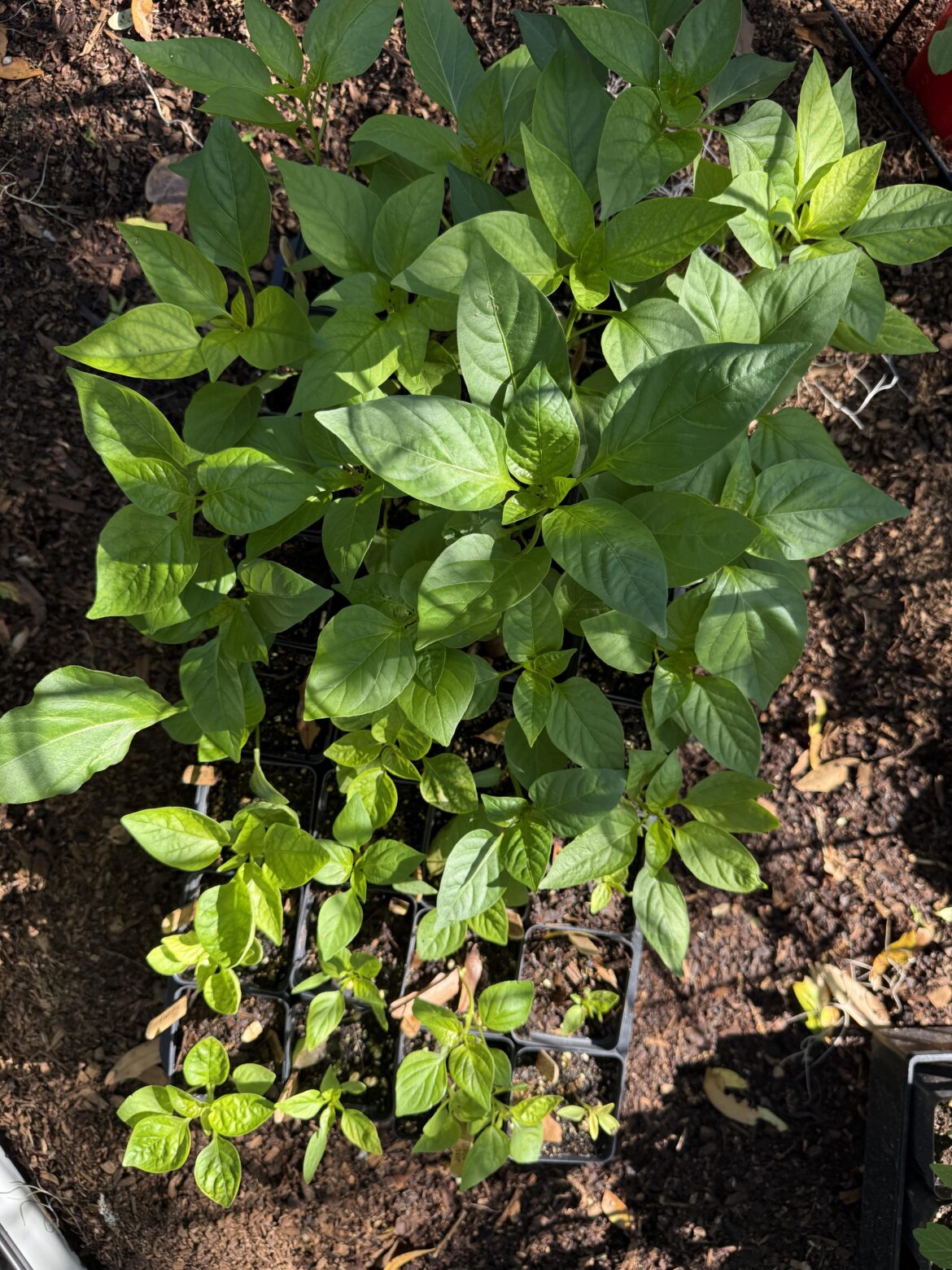 The beginning of pepper madness is near
