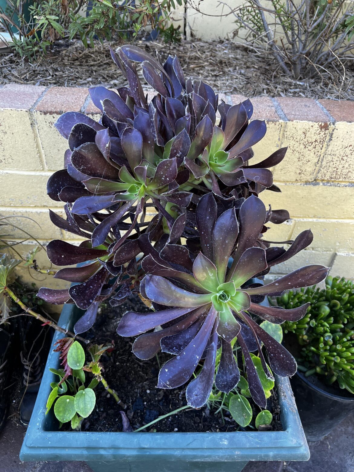 Need help identifying this plant please