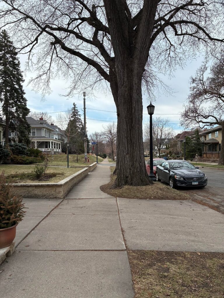 This neighborhood shapes their sidewalks for large old trees