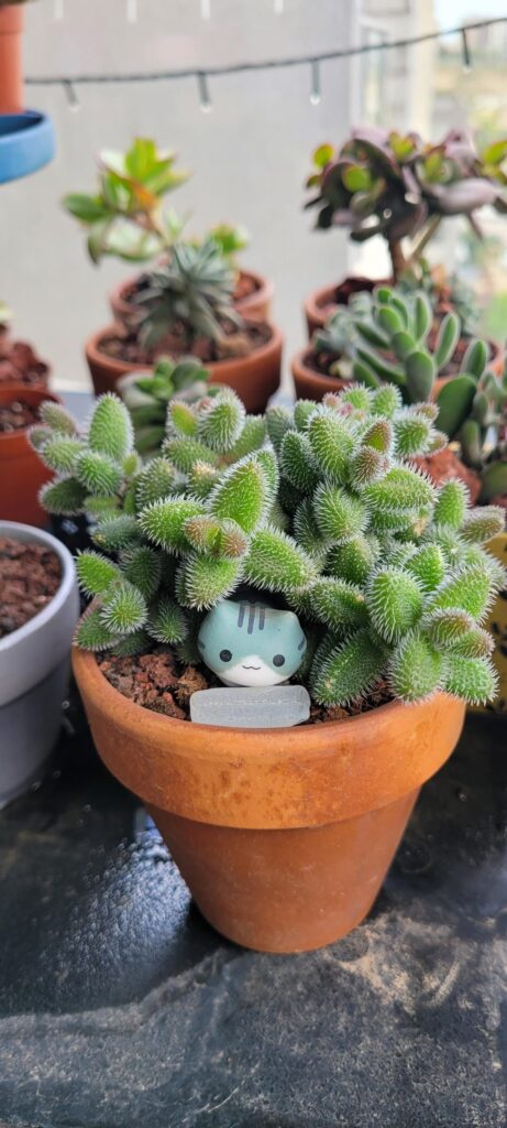 Delosperma Echinatum- Pickle Plant