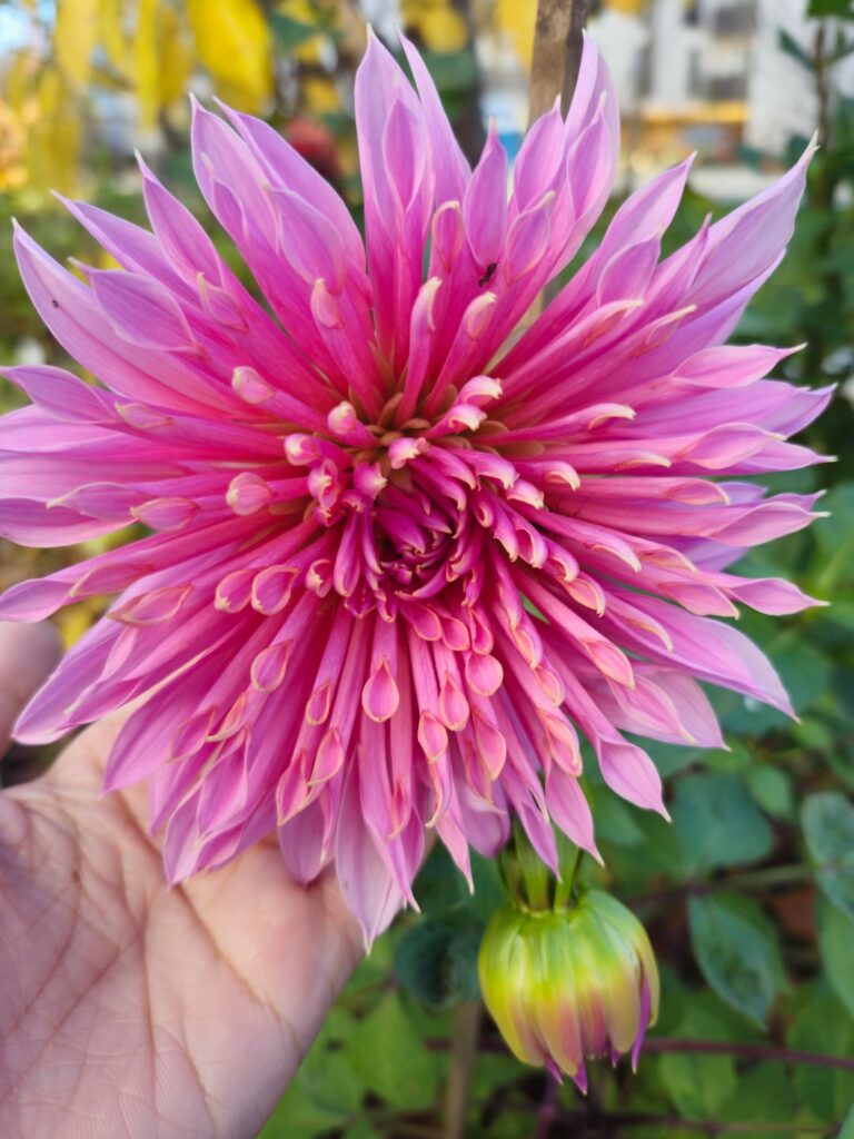 Last year was my first time growing dahlias. Any tips for this year?