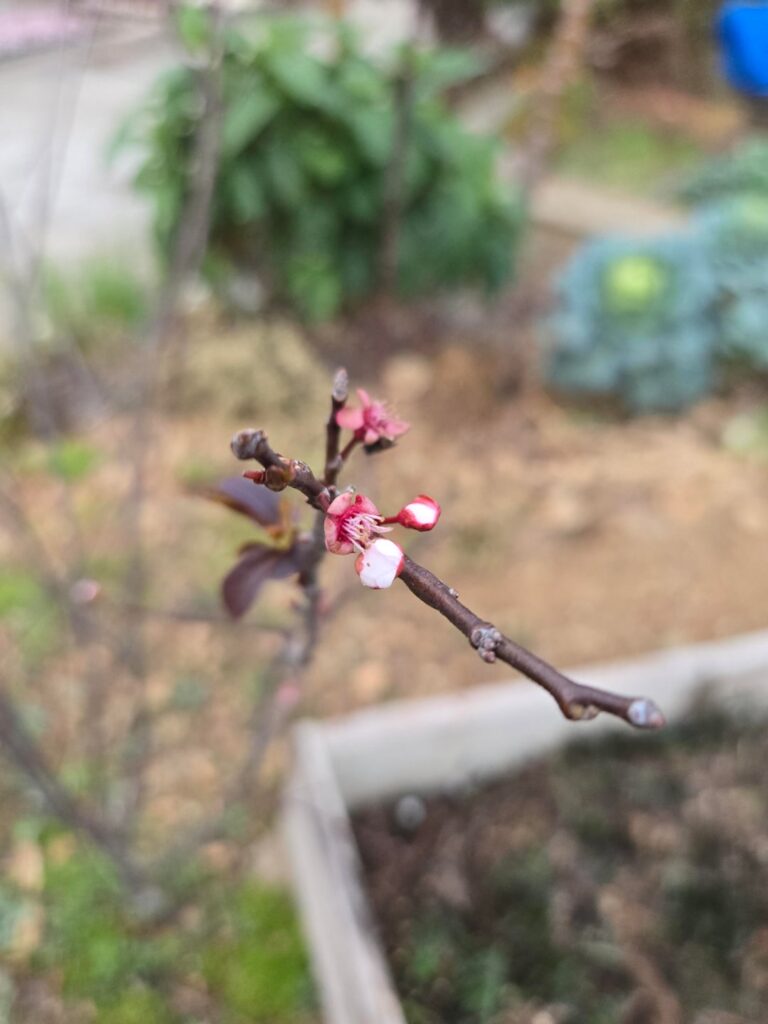 I was told this was a fruit tree. I can't remember if it was a type of cherry or plum.