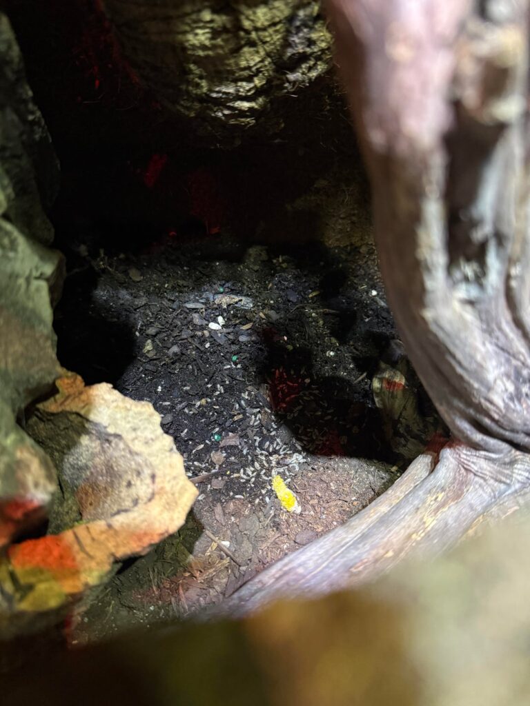 Weird creatures in tank