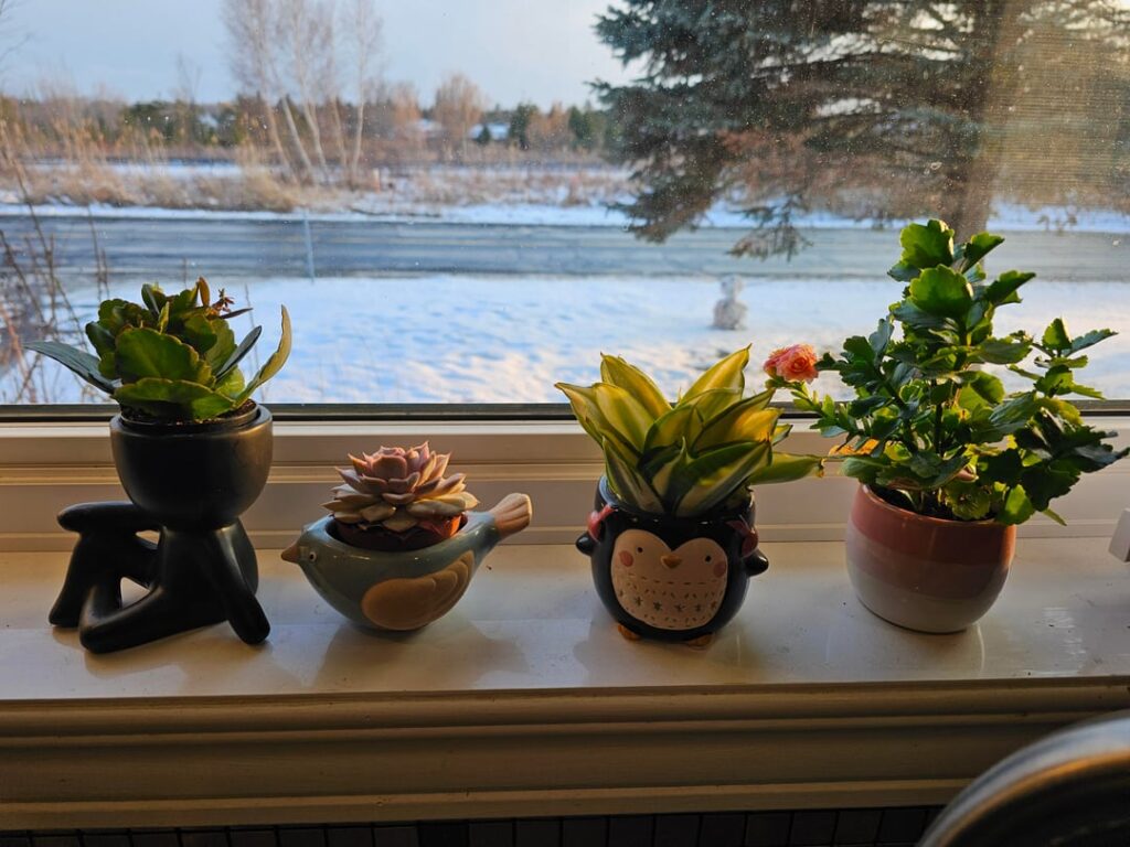 Newbie mistake, soil suggestions