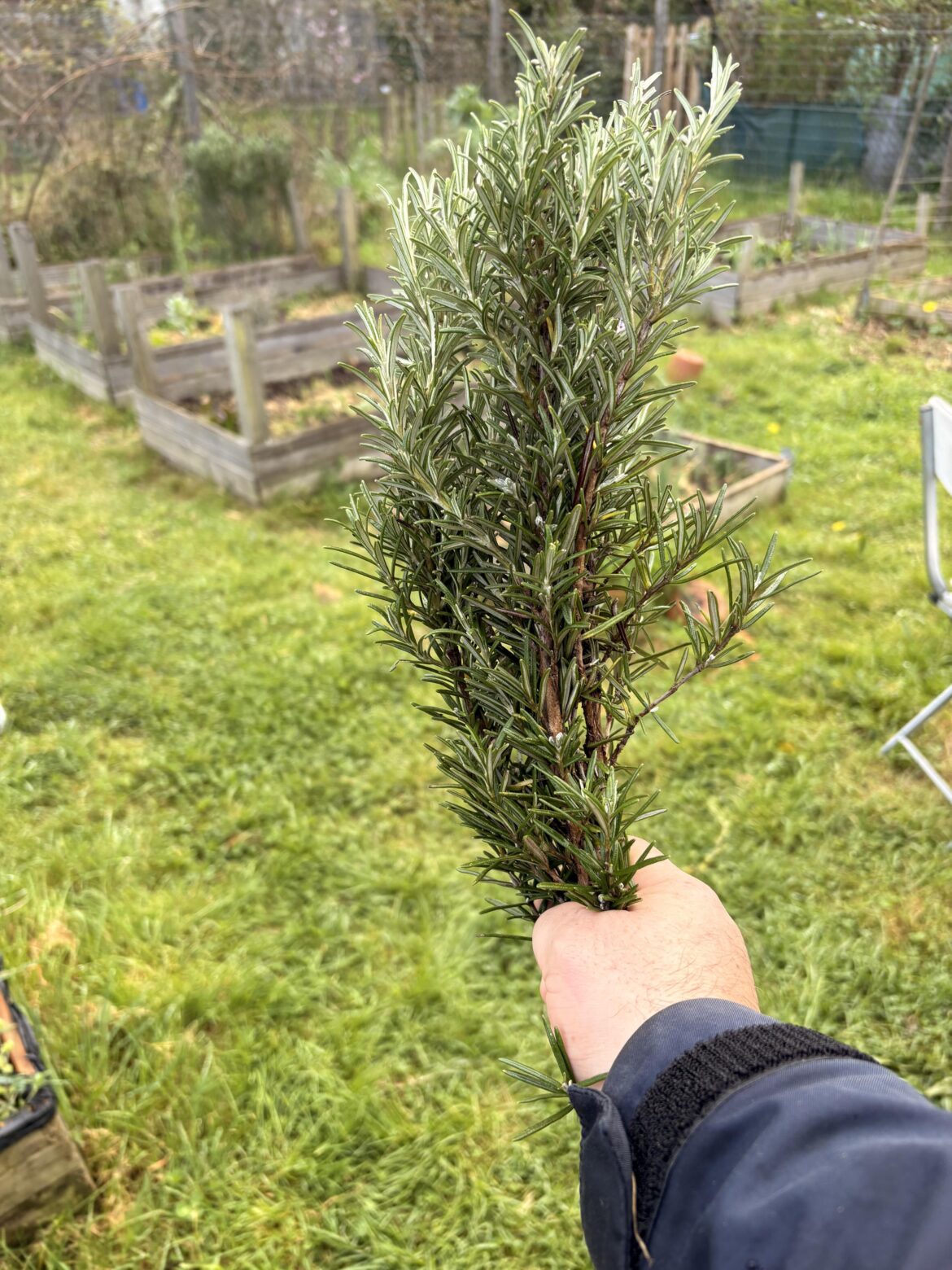 Pruned a few big branches of rosemary today