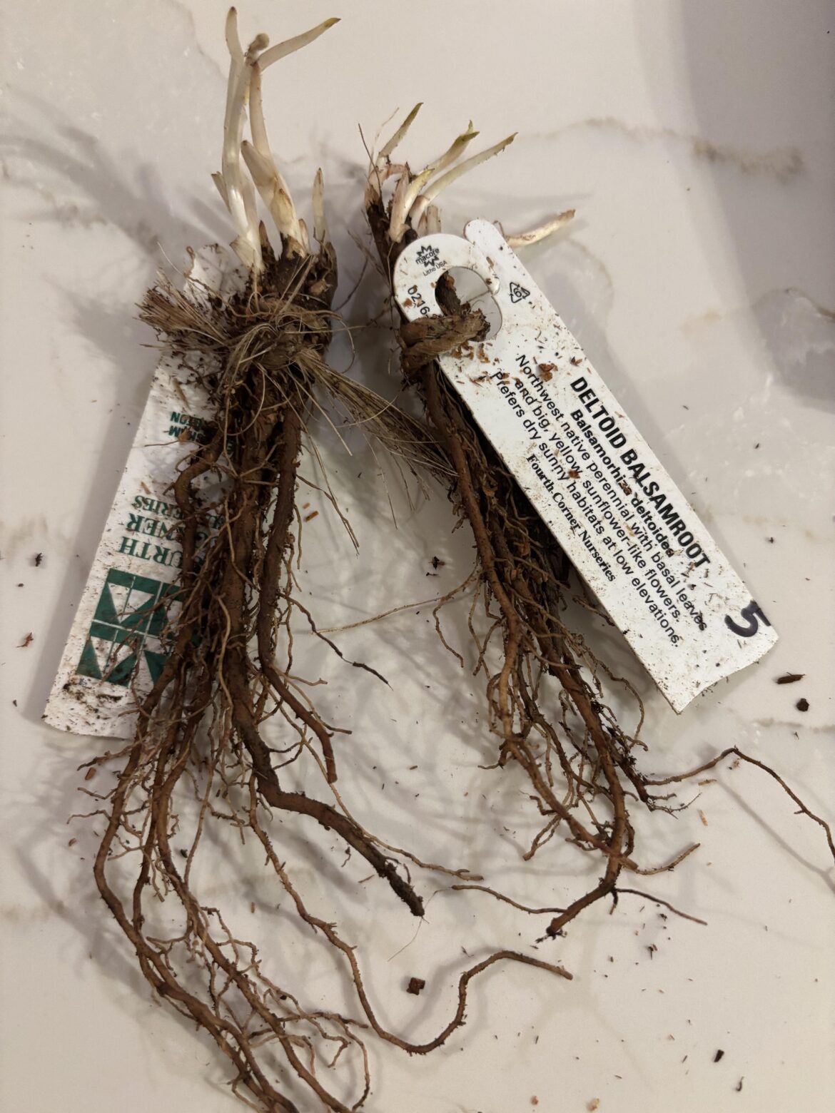 Deltoid Balsamroot advice needed