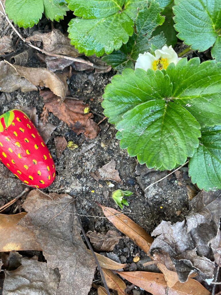 What is eating my strawberry flowers