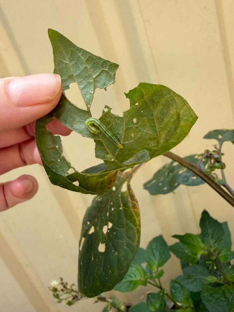 Leaf thieves :( caterpillars??