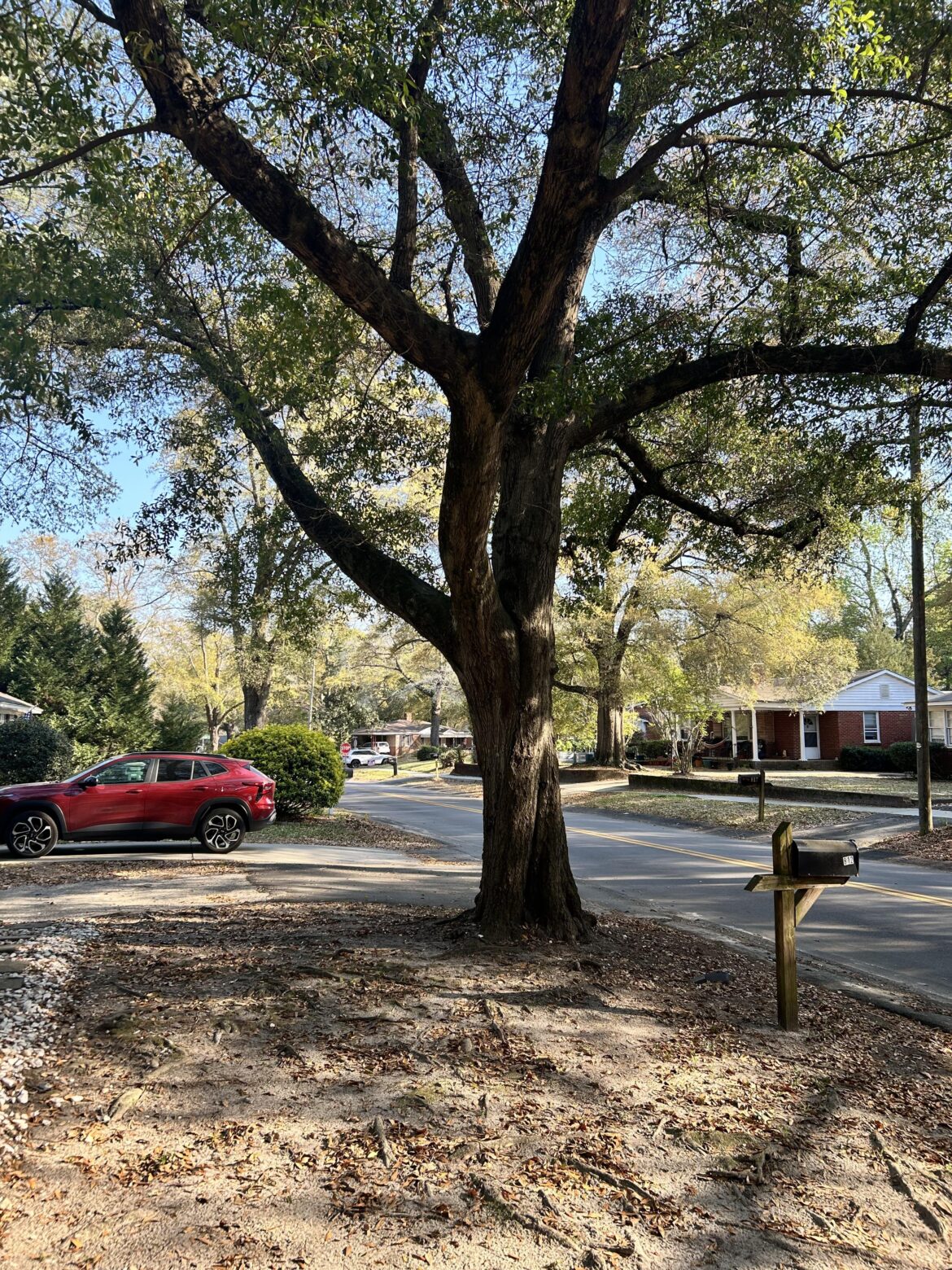 Help with what to plant under Southern Oak Tree Help with what to plant under Southern Oak Tree