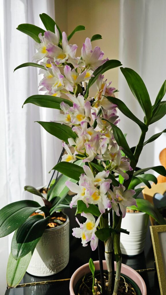 My first Dendrobium