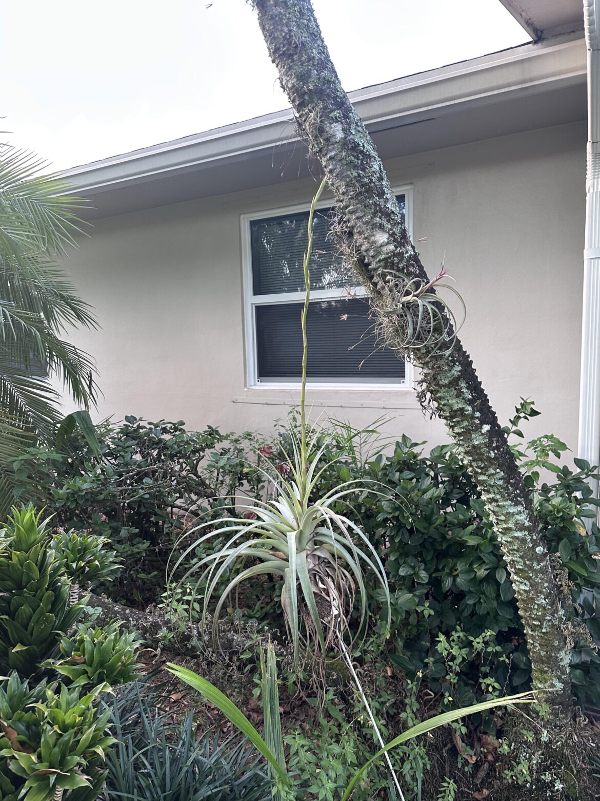 Giant airplant stalk Giant airplant stalk