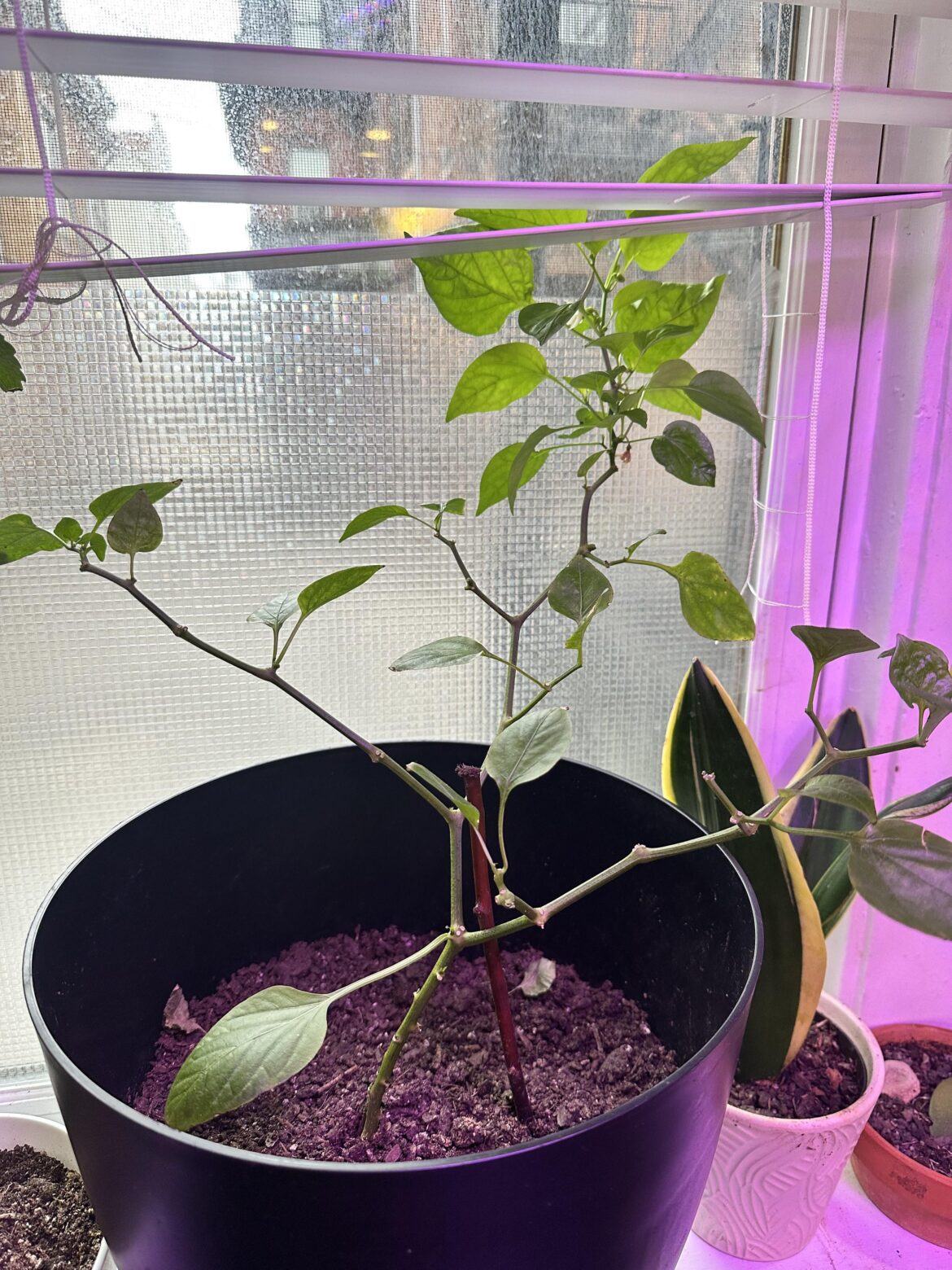 Is it too late to prune my pepper plant? Is it too late to prune my pepper plant?