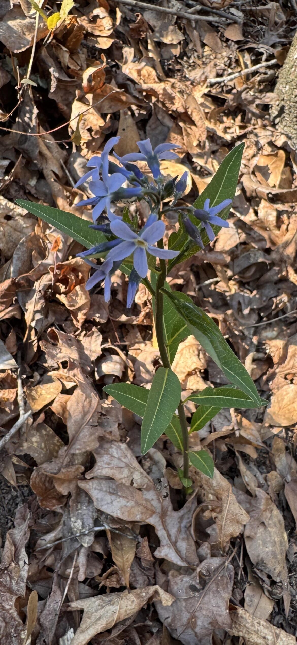 Flower identification