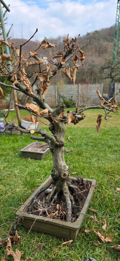 Radical trunk chop on my Hornbeam after 7 years in the ground. Did I go too far? Radical trunk chop on my Hornbeam after 7 years in the ground. Did I go too far?