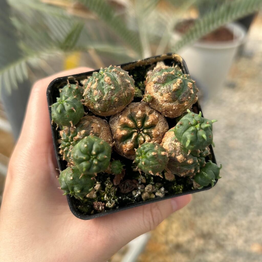 Euphorbia tubiglans hybrid corking!